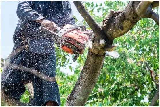 tree services Thackerville